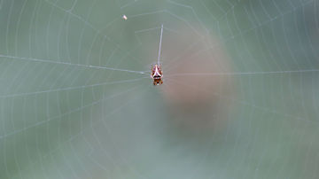 Wallpaper thumb: Spider (za)